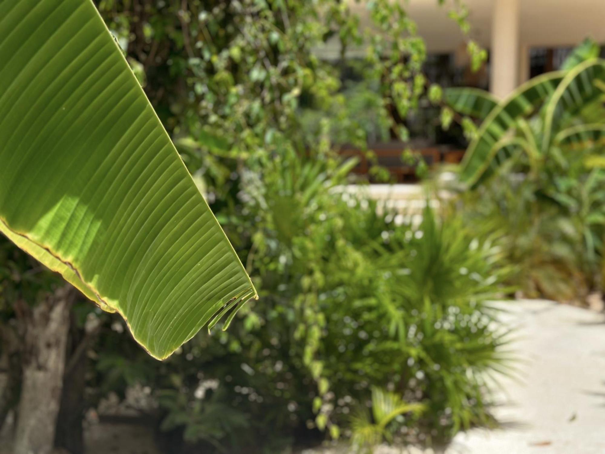 Ophelia Tulum Condo In Aldea Zama Luaran gambar